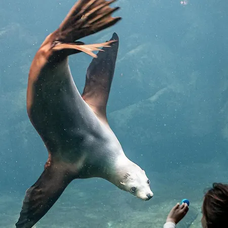 La Perle Marine :boulogne Sur 펜션 볼로뉴쉬르메르